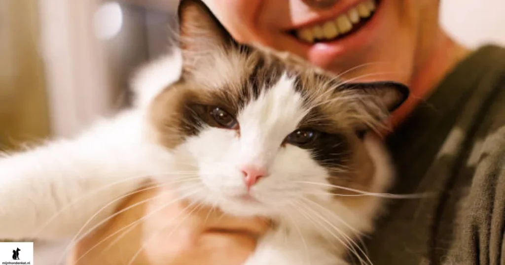 Ragdoll kat is een prachtige kat, mensen houden van dit ras