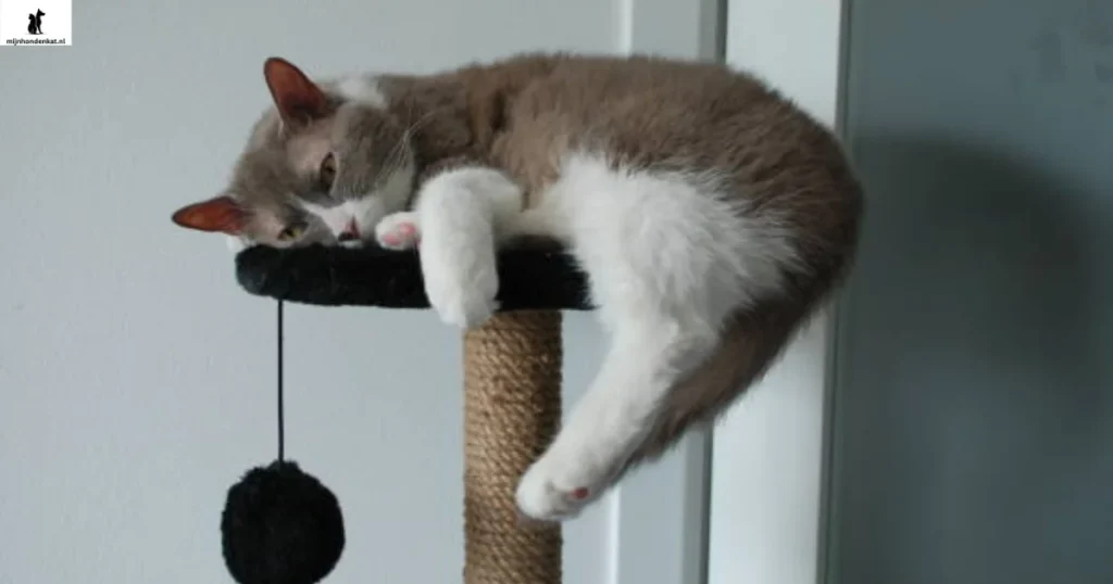 krabpaal kat help kat owner to save his house