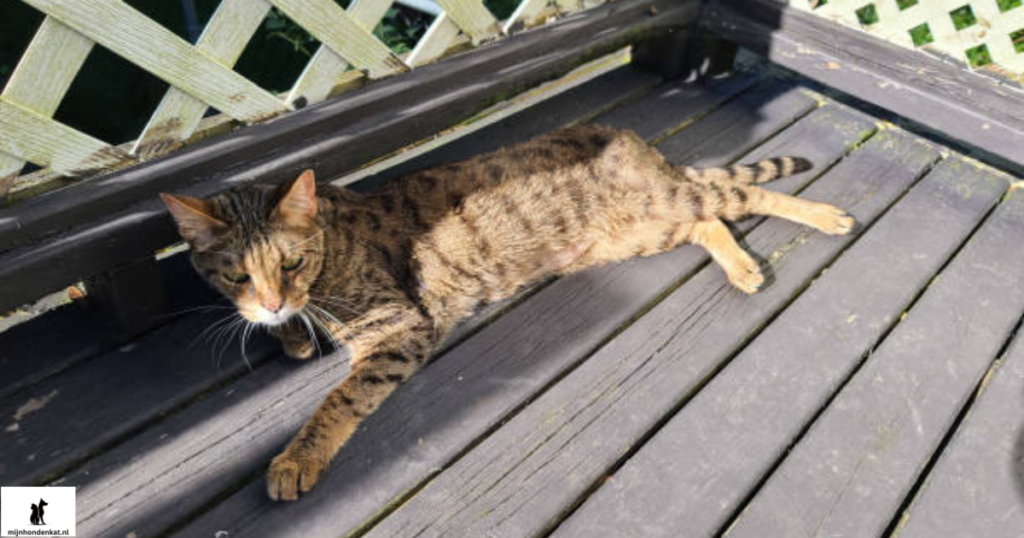 eigenaren zijn dol op zijn savannah kat.