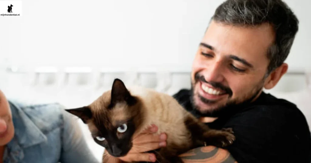 siamese kat houdt van zijn baasje en is een heel mooi ras