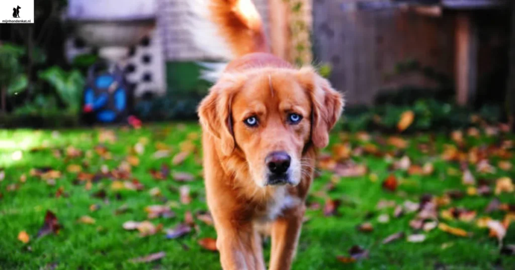 Goberian dog breed