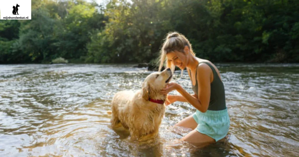 Golden Retriever mix vs. rashond: welke is het beste voor jou?