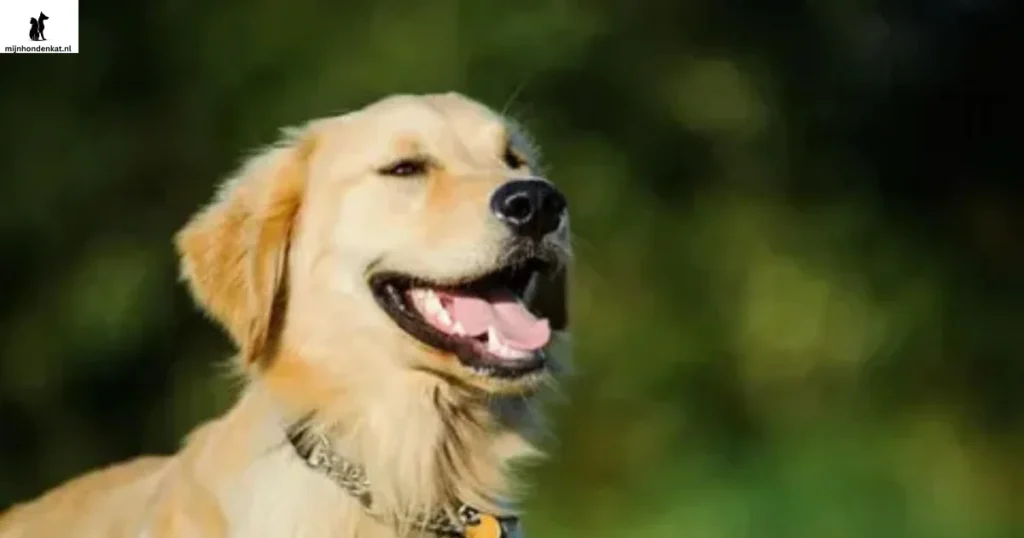 Blije Golden Retriever mix zittend in een zonnige achtertuin, met een speels karakter en unieke vachtkleuren — perfect om de voor- en nadelen van een Golden Retriever mix te illustreren.