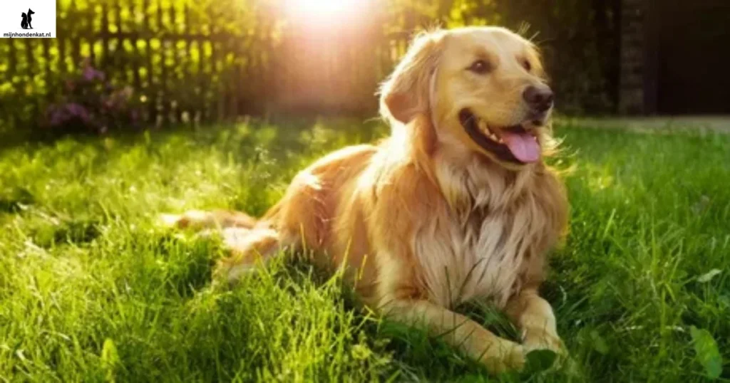 Blije Golden Retriever mix zittend in een zonnige achtertuin, met een speels karakter en unieke vachtkleuren — perfect om de voor- en nadelen van een Golden Retriever mix te illustreren.