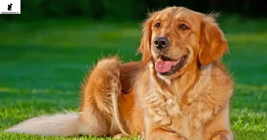 Blije Golden Retriever mix zittend in een zonnige achtertuin, met een speels karakter en unieke vachtkleuren — perfect om de voor- en nadelen van een Golden Retriever mix te illustreren.