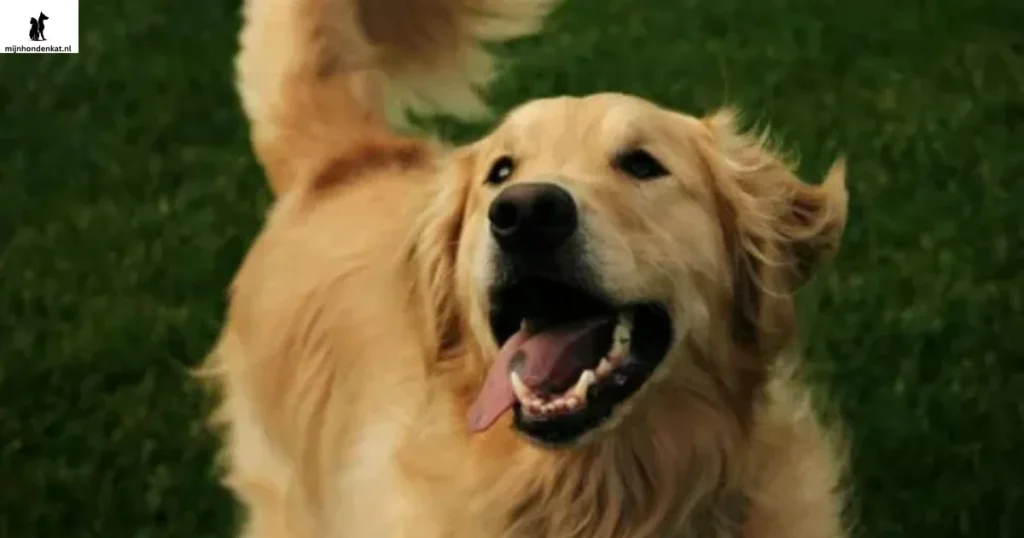Blije Golden Retriever mix zittend in een zonnige achtertuin, met een speels karakter en unieke vachtkleuren — perfect om de voor- en nadelen van een Golden Retriever mix te illustreren.