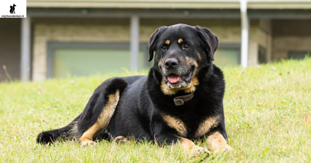 Golden Retriever x Rottweiler mix sitting on grass