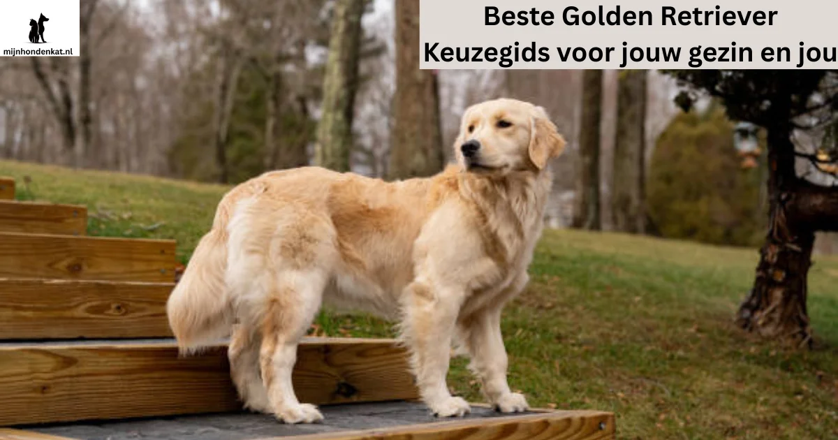 Beste Golden Retriever Keuzegids voor jouw gezin en jou