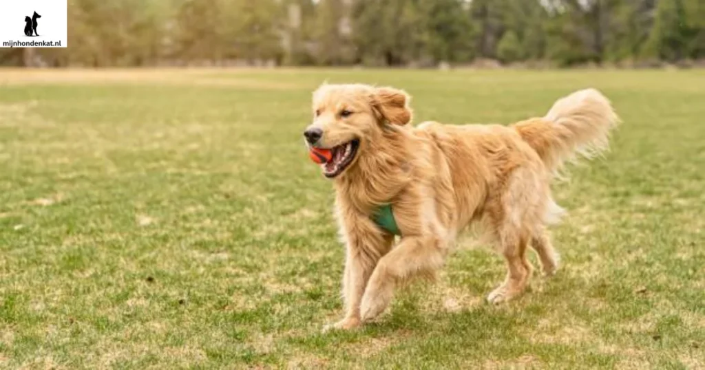 Beste Golden Retriever Keuzegids voor uw gezin en uzelf.