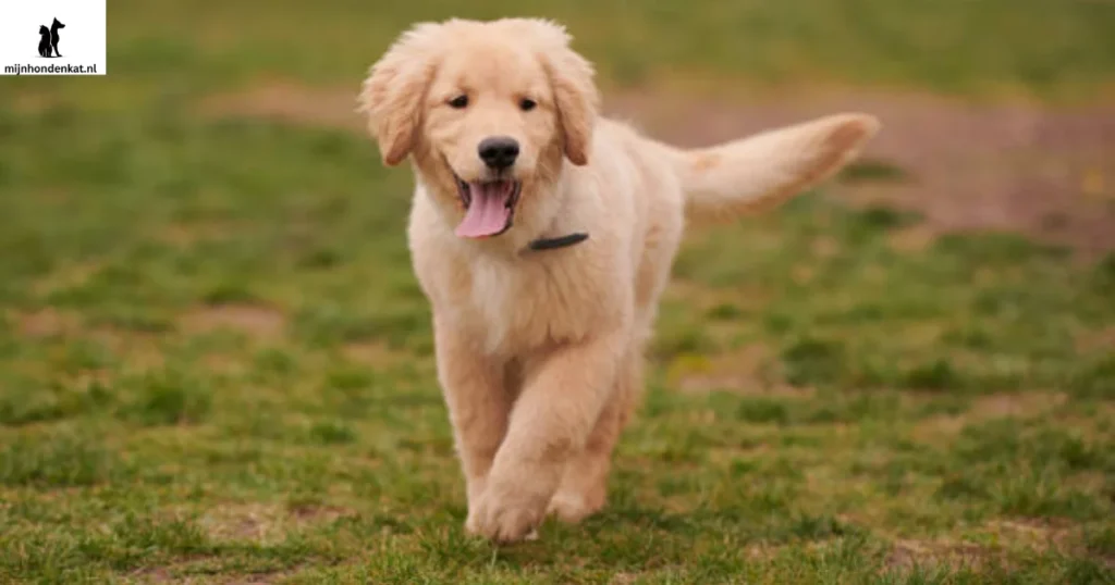 Beste Golden Retriever Keuzegids voor uw gezin en uzelf