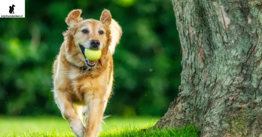 Beste Golden Retriever Keuzegids voor uw gezin en uzelf.