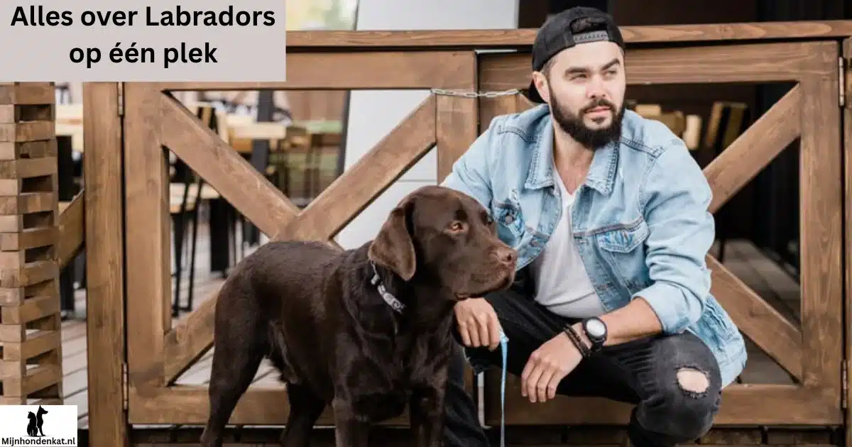 labradors het beste ras voor huis en gezin