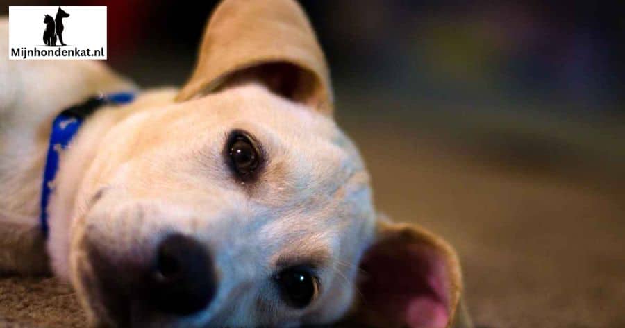 Het aanpakken van veelvoorkomende gedragsproblemen bij labradors