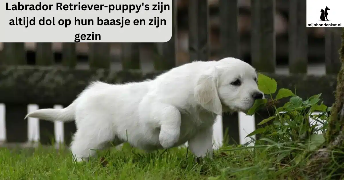 Labrador Retriever-puppy's zijn altijd dol op hun baasje en zijn gezin.