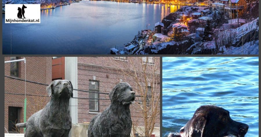 Labrador origin in Newfoundland
