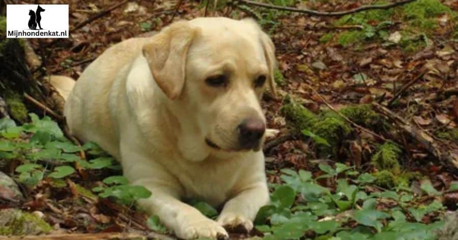 Labradors met een dubbel doel