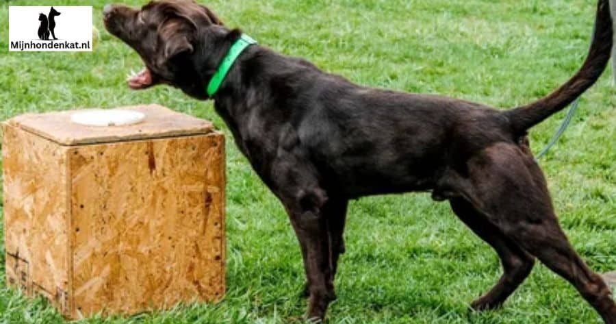 Showlijn Labradors (Engels/Bench Type)