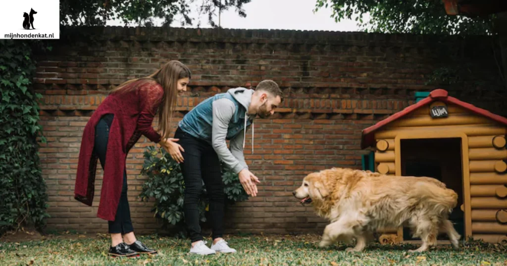 Hondenbaasje traint een Golden Retriever mix met positieve bekrachtiging.