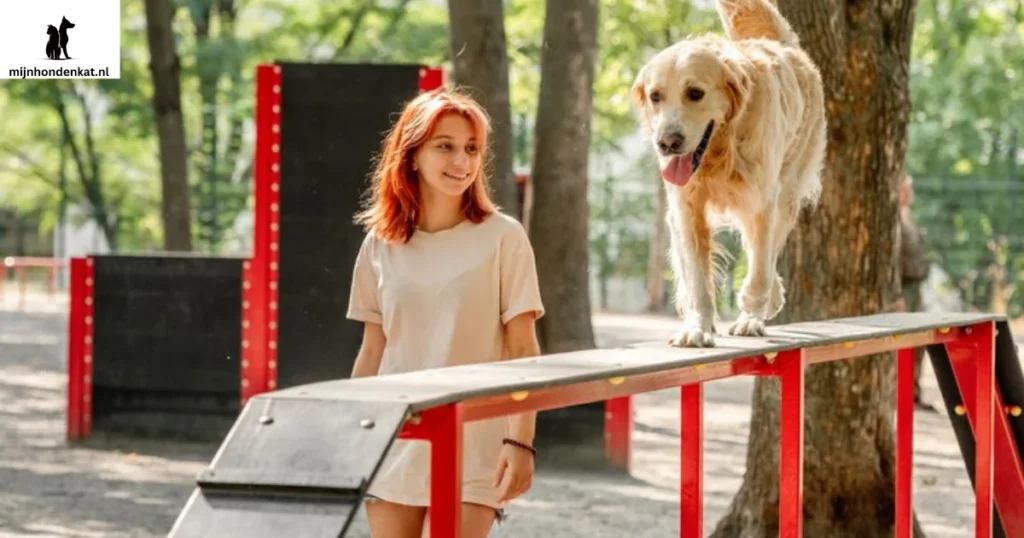 Clickertraining met een energieke Golden Retriever kruising.