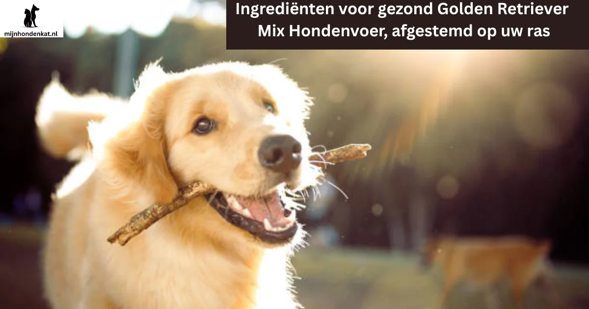 Gezonde maaltijd voor een Golden Retriever kruising in een voerbak