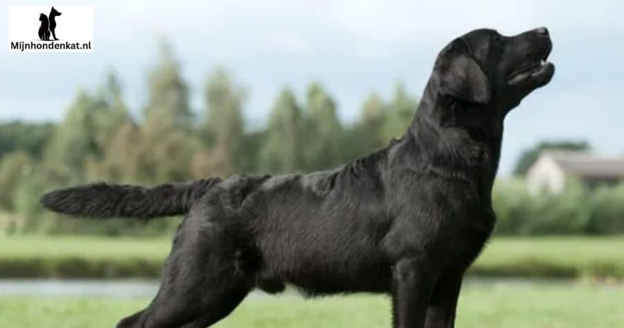 Werk-/veldlijn labradors
