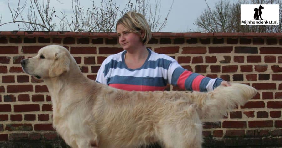 De apporteerrift van de Golden Retriever in de buurt van kinderen beheerst