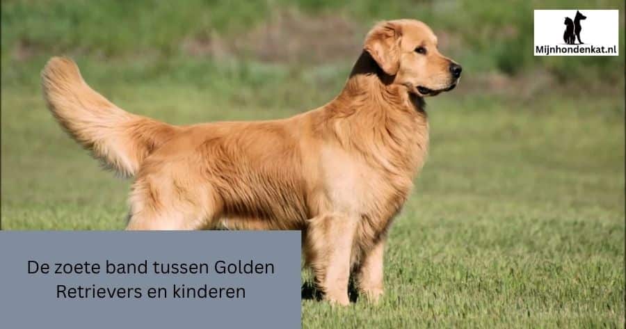De zoete band tussen Golden Retrievers en kinderen