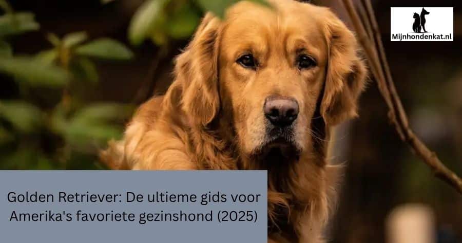 Golden Retriever: De ultieme gids voor Amerika's favoriete gezinshond (2025)