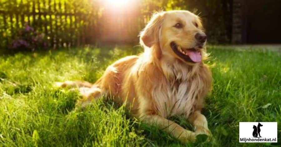 Golden Retrievers in Nederland