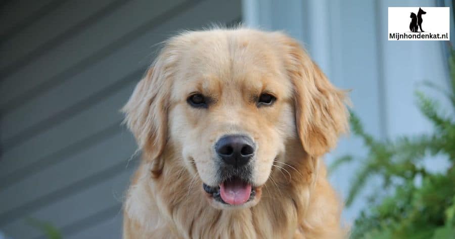 Golden Retrievers en peuters