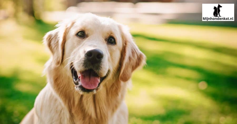 Puppyvoeding (8 weken - 1 jaar)