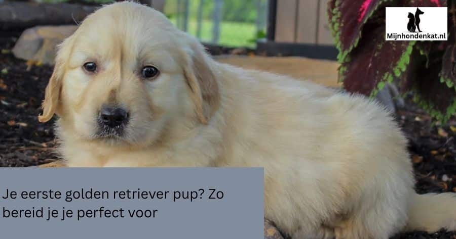 Je eerste golden retriever pup? Zo bereid je je perfect voor