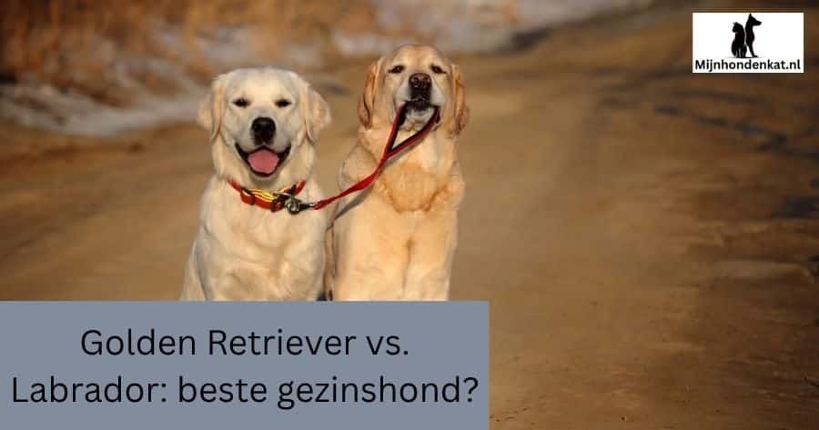 Golden Retriever vs. Labrador: beste gezinshond?