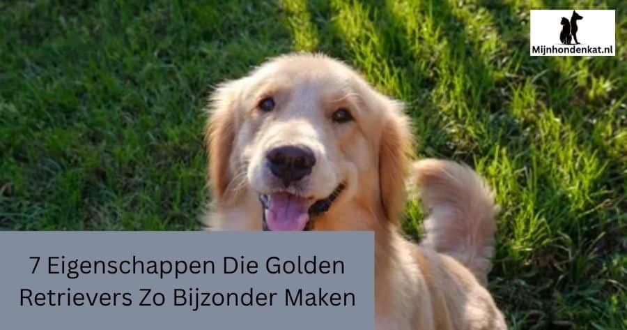 7 Eigenschappen Die Golden Retrievers Zo Bijzonder Maken