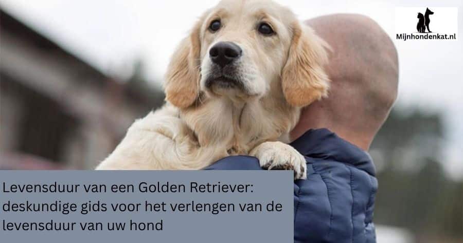 Levensduurgeheimen van Golden Retrievers onthuld
