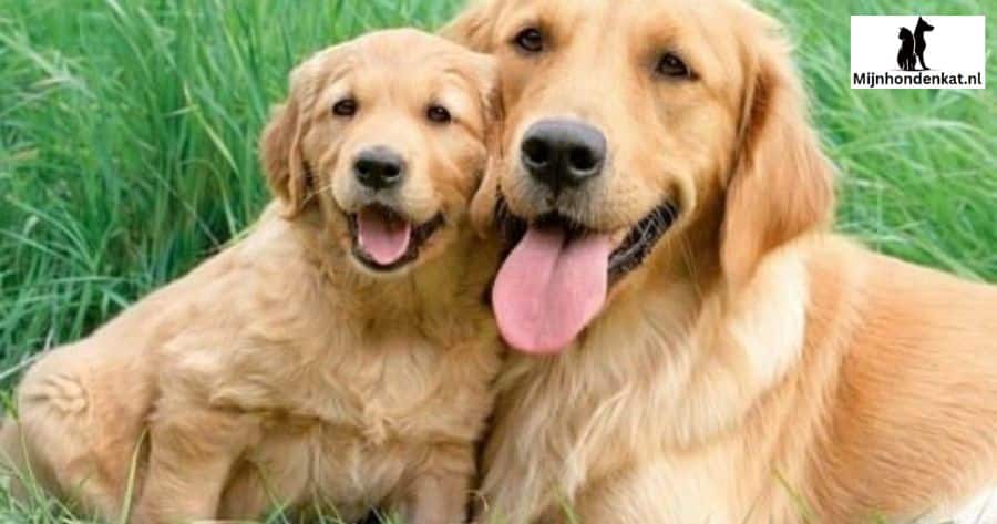 Noodgevallen met kinderen en honden