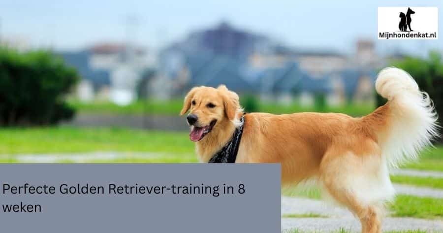 Perfecte Golden Retriever-training in 8 weken