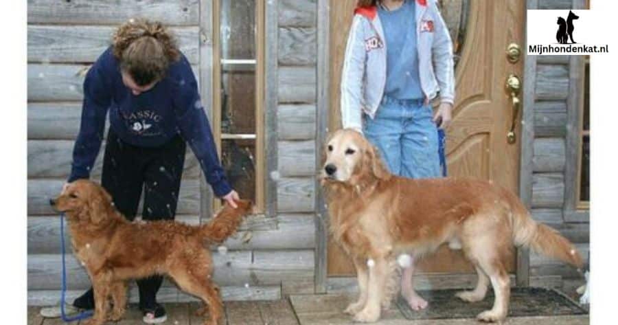 Schoolgaande kinderen en Golden Retrievers