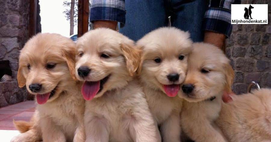 Uw Golden Retriever voorbereiden op een nieuwe baby