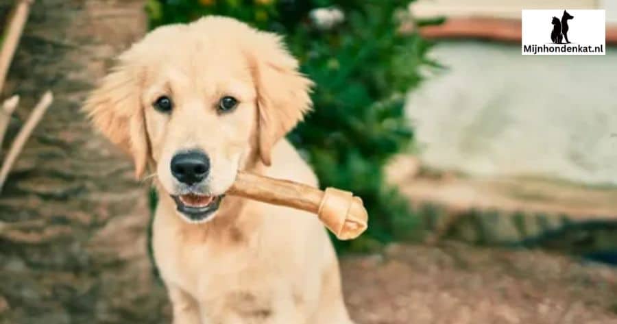 Veelvoorkomende gezondheidsproblemen bij puppy's