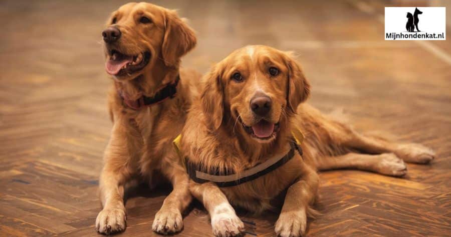 Problemen oplossen met veelvoorkomende trainingsproblemen bij Golden Retrievers