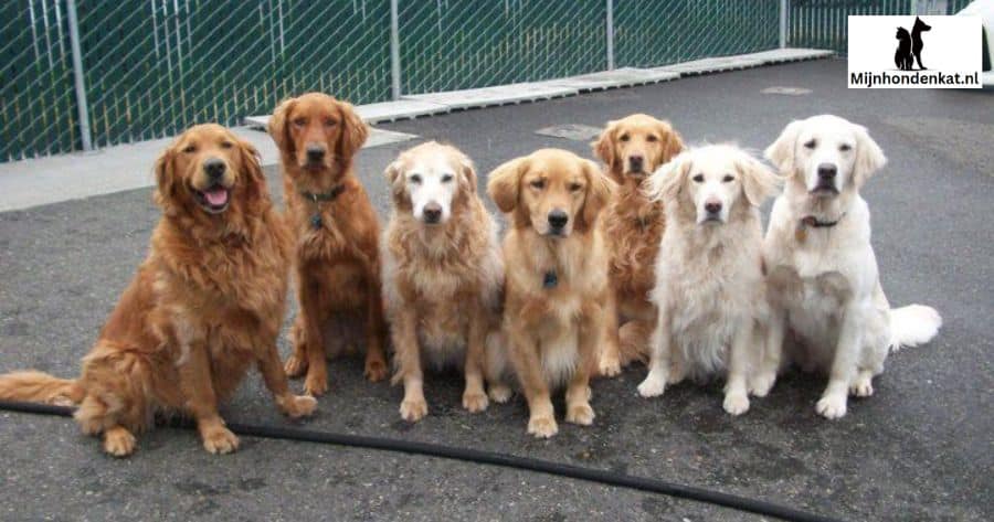 Voedingsondersteuning voor veelvoorkomende gezondheidsproblemen bij Golden Retrievers
