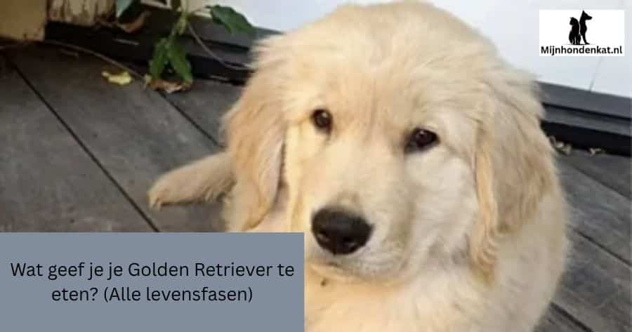 Wat geef je je Golden Retriever te eten? (Alle levensfasen)