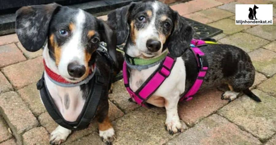 Gezonde Voeding voor Teckelpups