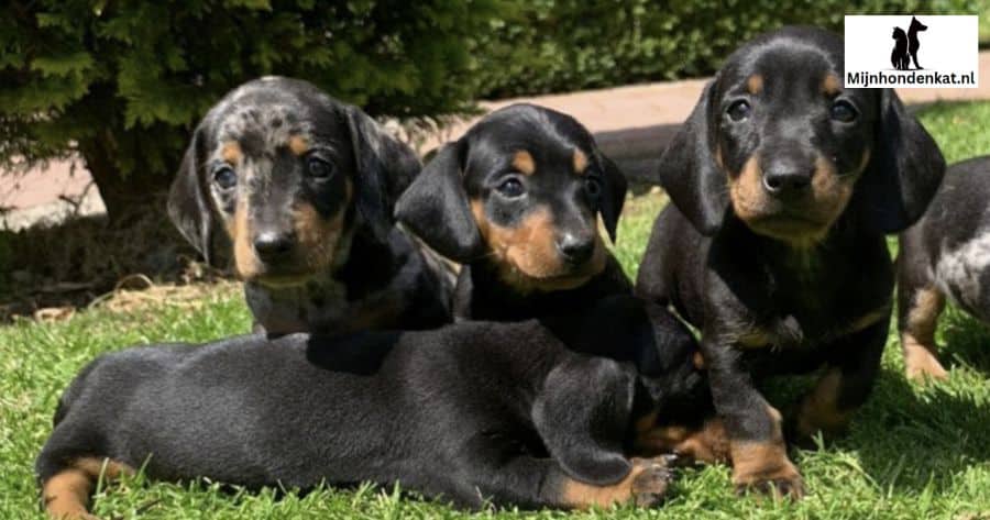 Gezondheid & Dierenartsbezoek